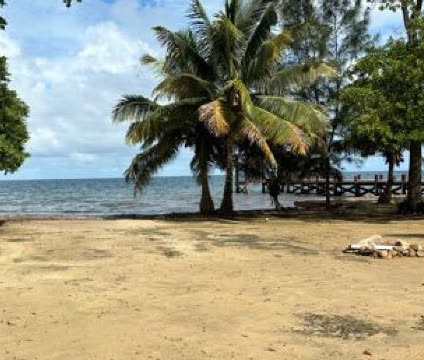 Beach on the property with palms and dock