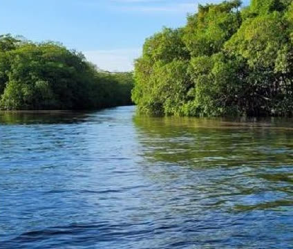 Opening to the Sittee River through the mangroves